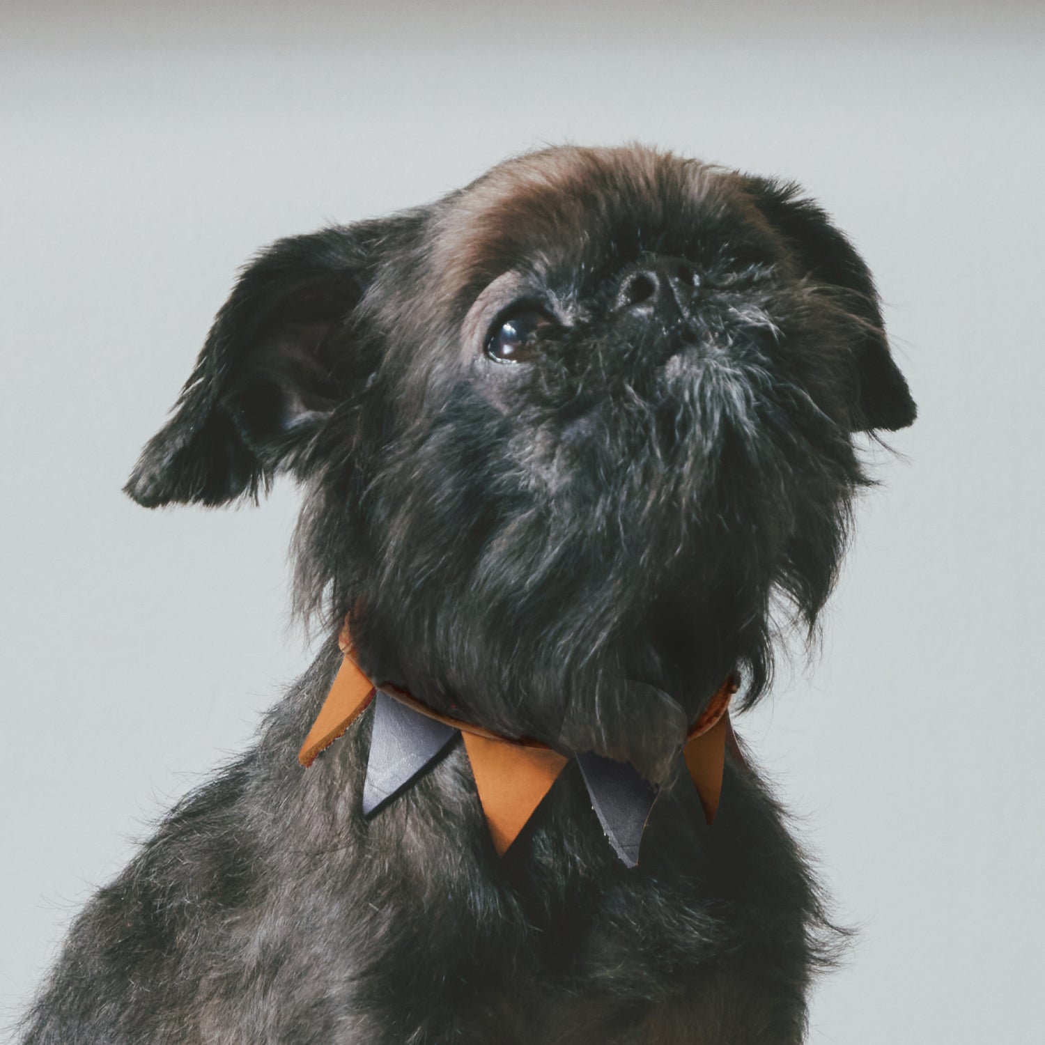FLAG – ikoyan for doggy