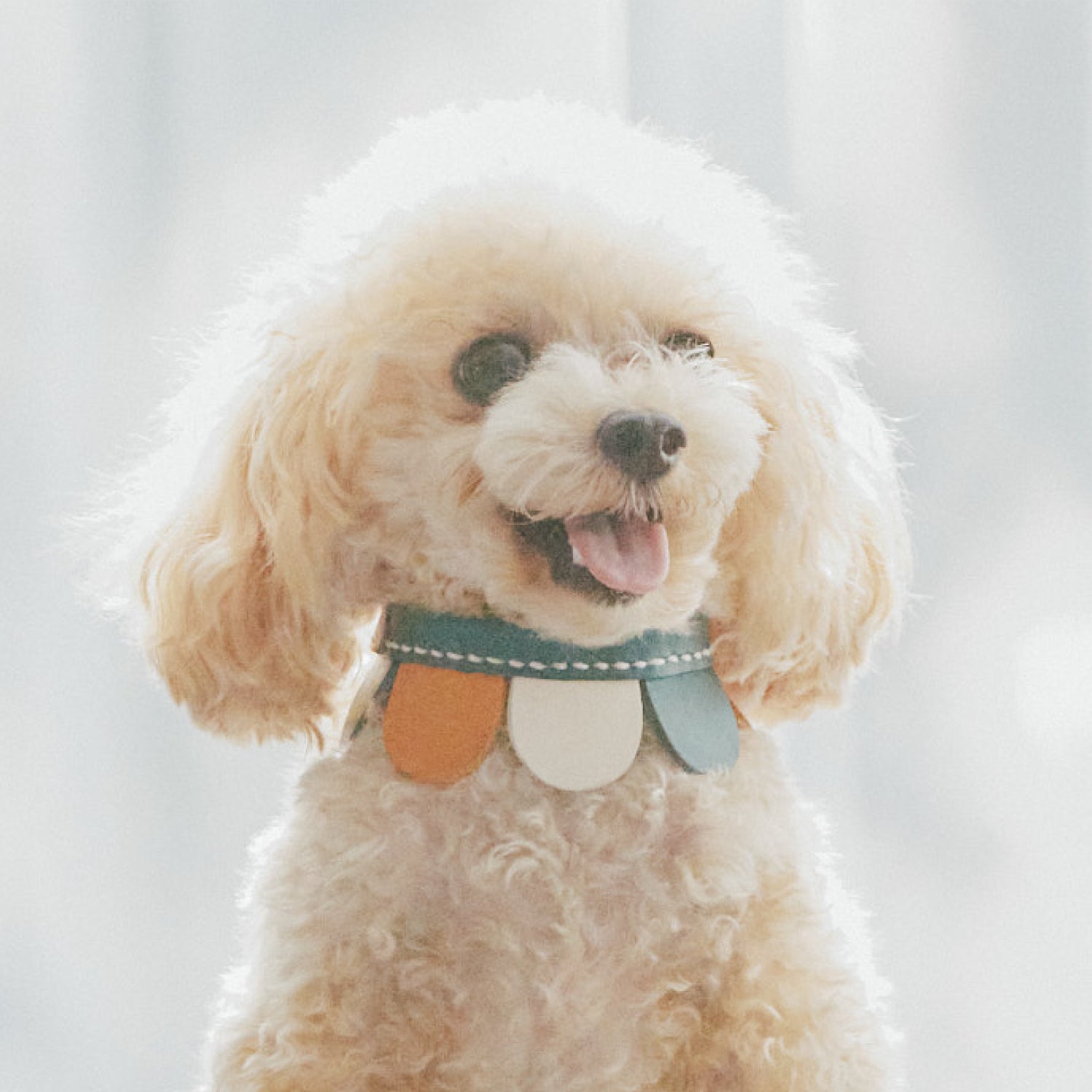 FLOWER – ikoyan for doggy