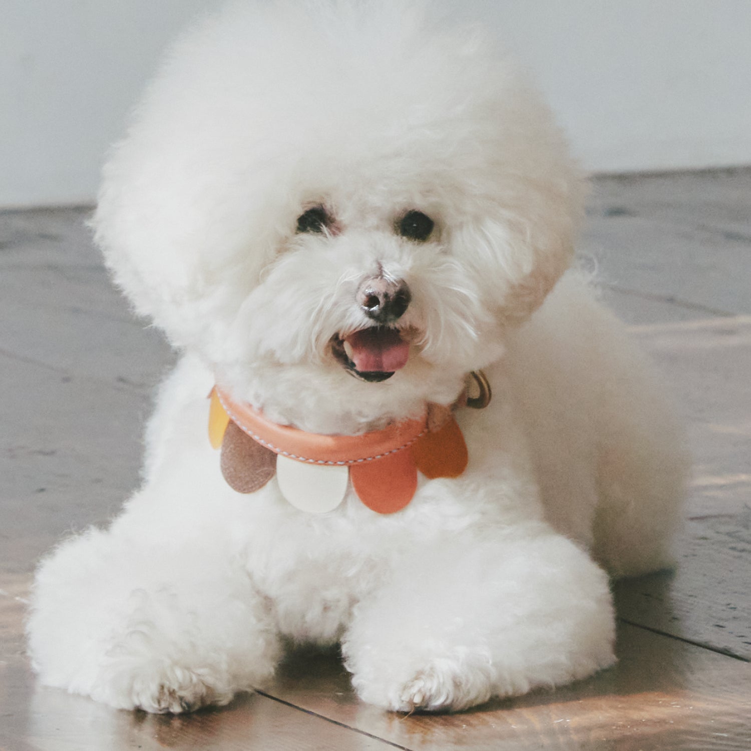 FLOWER – ikoyan for doggy